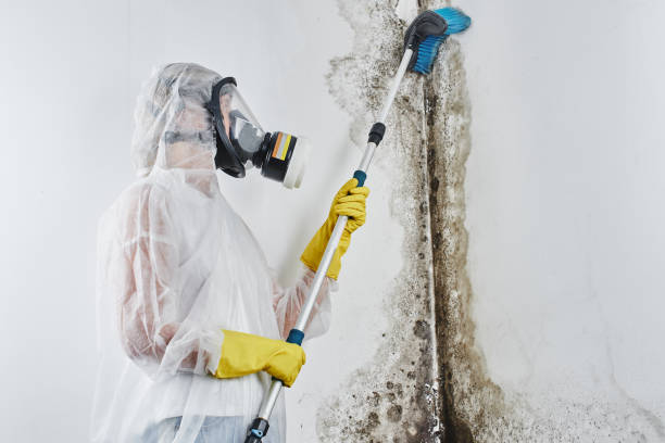 Why You Should Choose Our Mold Remediation Services in Delft Colony, CA